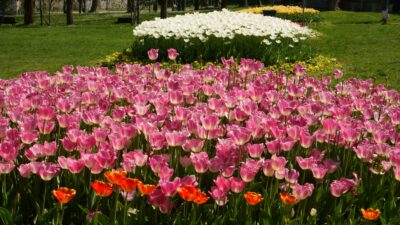 Bursa’ya bahar geldi, parklar renklendi