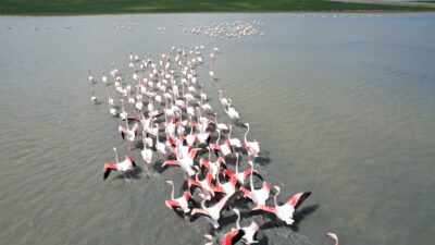 Ankara’nın renkli misafirleri: Flamingolar