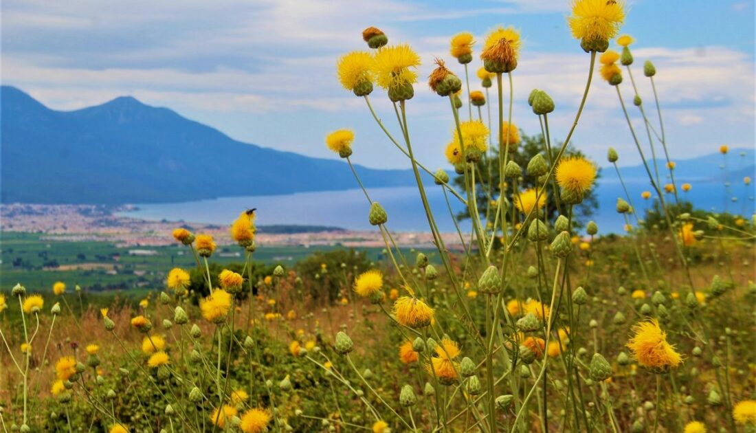 Kuşadası’nda yeni Tülüşah alanı keşfedildi