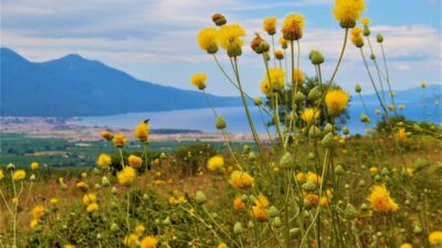 Kuşadası’nda yeni Tülüşah alanı keşfedildi