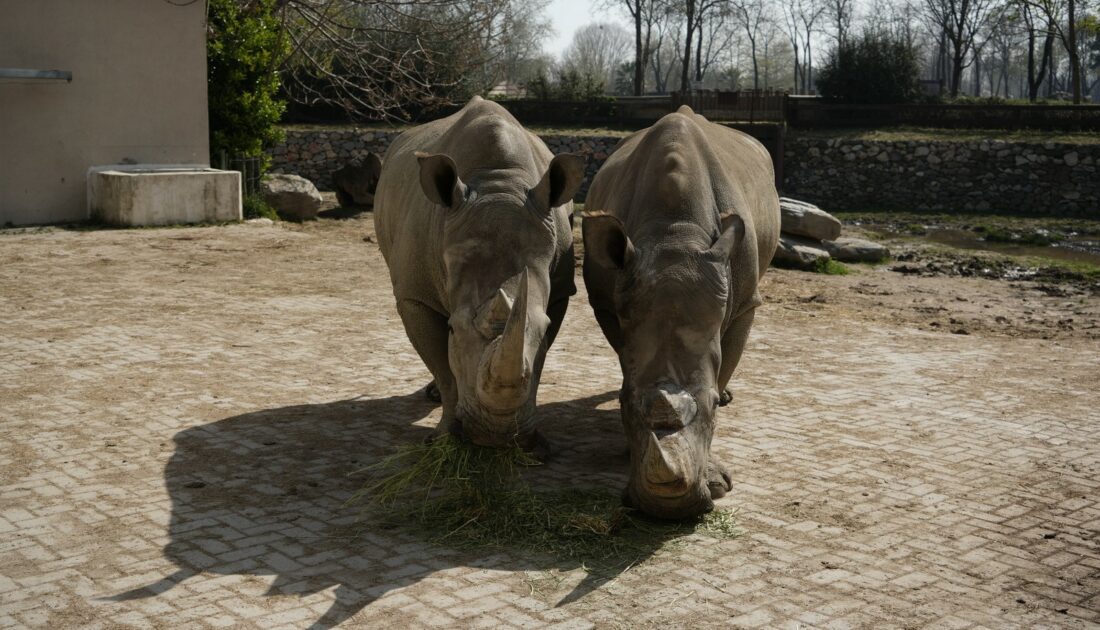 Nesli tehlike altında: Bursa Hayvanat Bahçesi’nde görülebiliyor