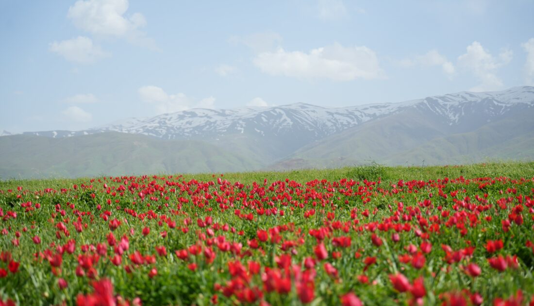 Muş Ovası kırmızıya büründü