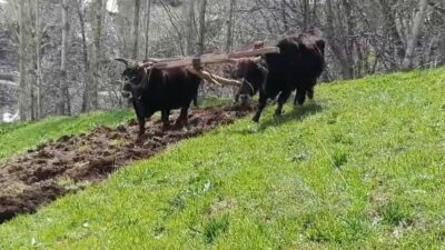 Bahçesaray ‘kara saban’a mahkum