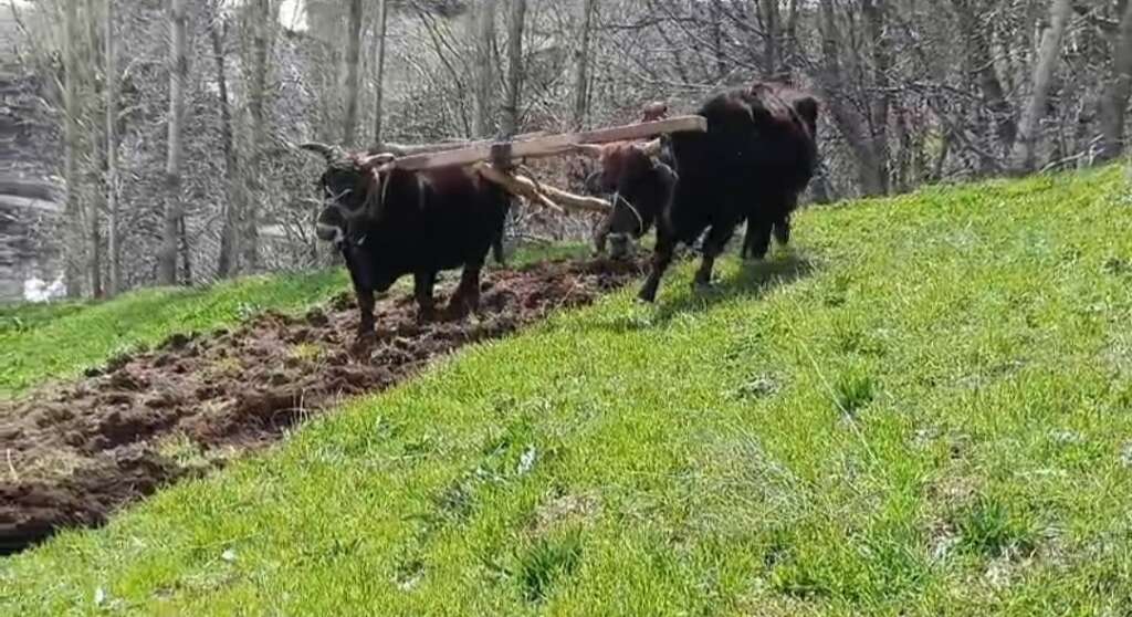 Bahçesaray ‘kara saban’a mahkum