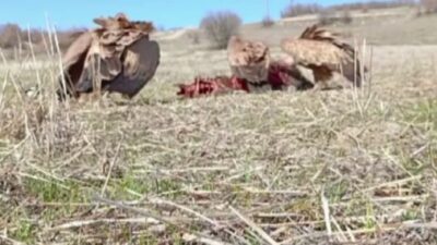 Domuz leşine gelen akbabalar, fotokapana takıldı