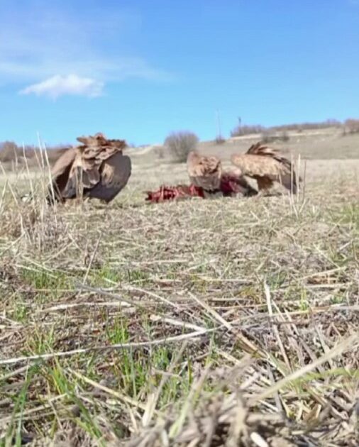 Domuz leşine gelen akbabalar, fotokapana takıldı