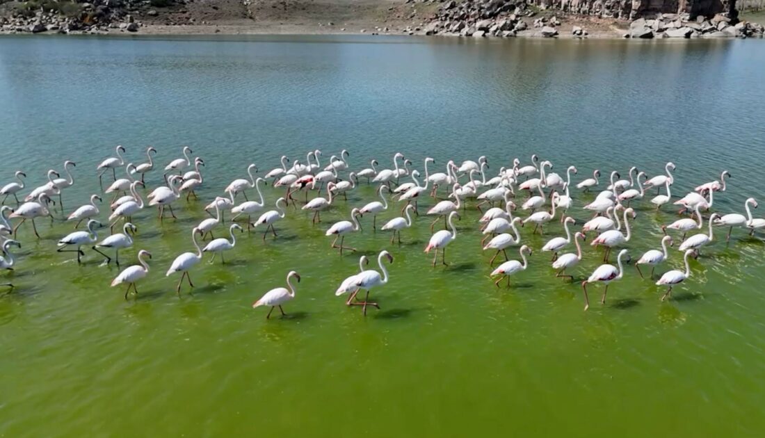 Flamingolar Mamasın Barajında buluştu