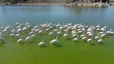 Flamingolar Mamasın Barajında buluştu