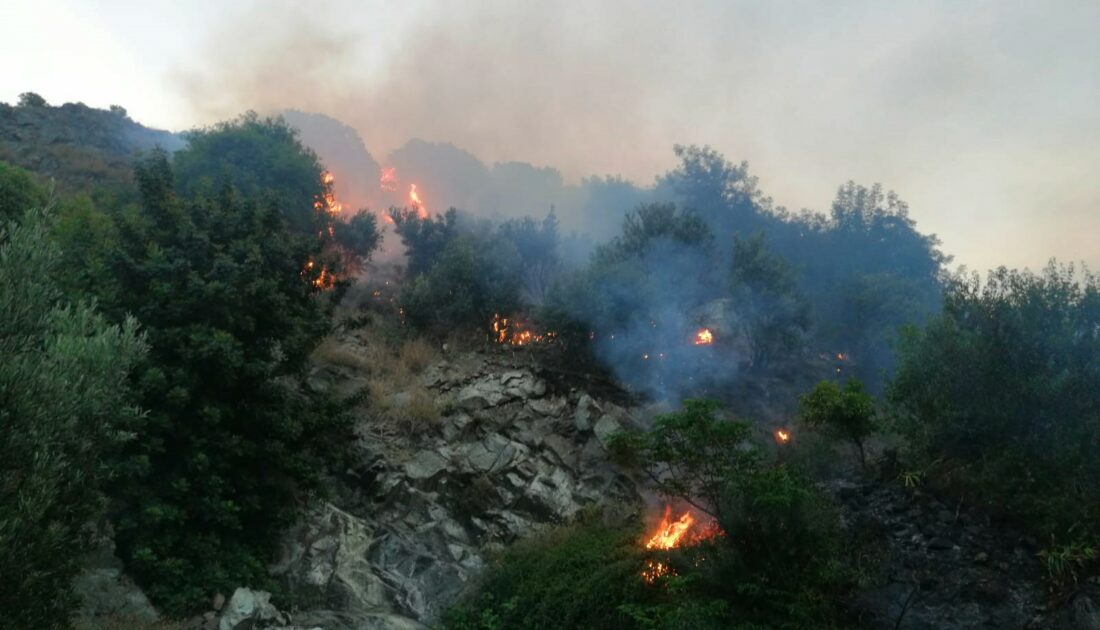 Zeytinlik alanda yangın çıktı