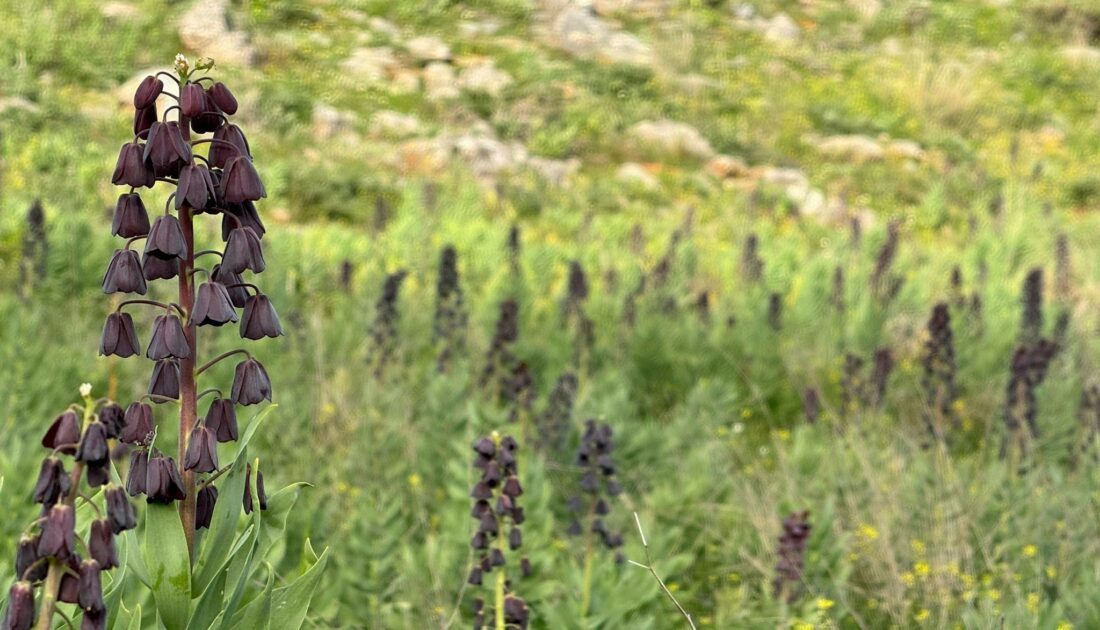 Doğanşehir’de dağ sümbülleri çiçek açtı