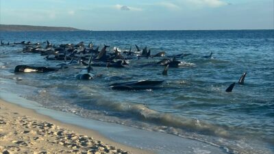 Avusturalya’da 160 pilot balina kıyıya vurdu, 28’i öldü