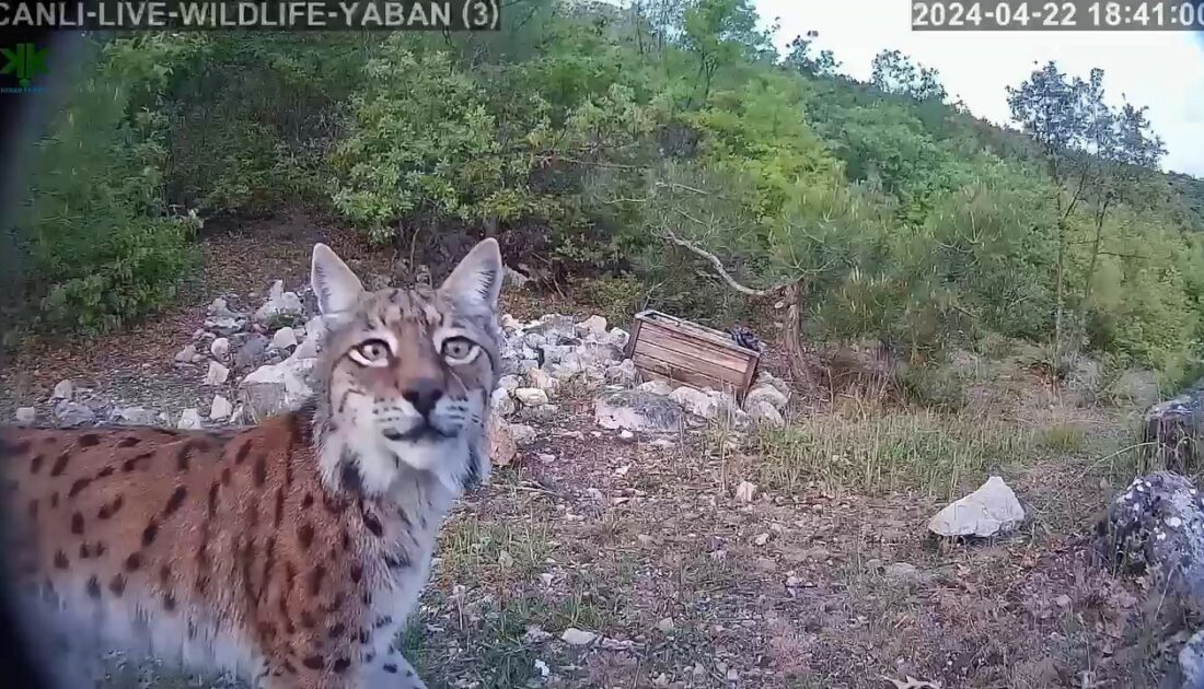 Gecenin hayaleti gündüz görüntülendi