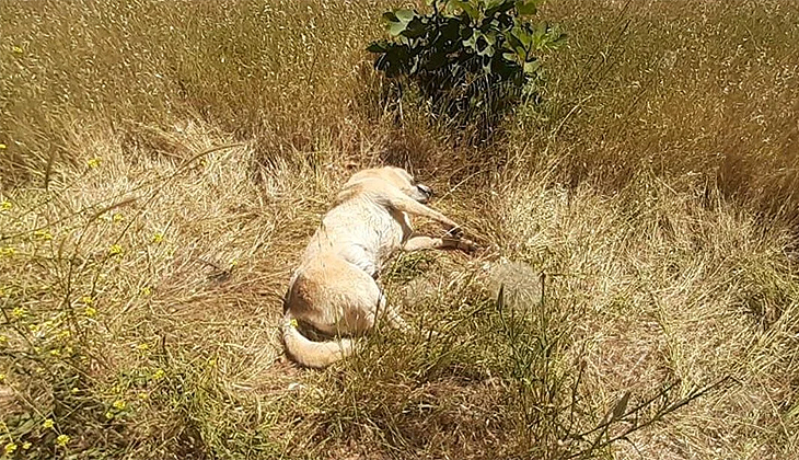 Bodrum’da kedi ve köpek katliamı