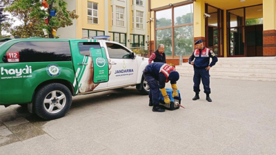 Bursa’da yaralı leyleğe jandarma şefkati