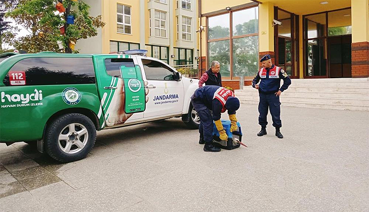 Bursa’da yaralı leyleğe jandarma şefkati