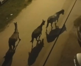 Bursa’da sokaklar gündüz insanlara, gece atlara kalıyor