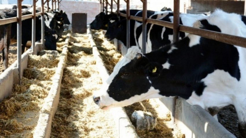 Toplanan inek sütü miktarı yıllık 13,1 arttı
