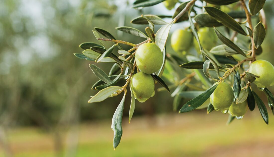 ‘Zeytin cenneti’ Tirilye’de üretim bitiyor: ‘Biz son nesiliz’