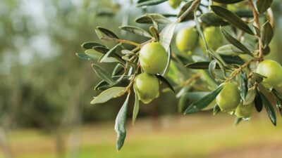 ‘Zeytin cenneti’ Tirilye’de üretim bitiyor: ‘Biz son nesiliz’