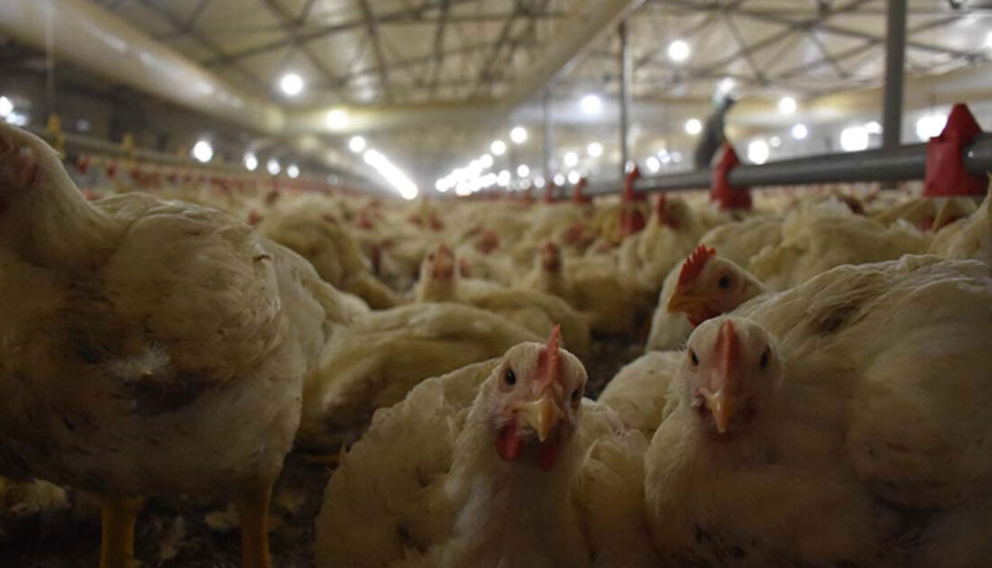Ticaret Bakanlığı harekete geçti: Tavuk etine ihracat sınırlaması getirildi
