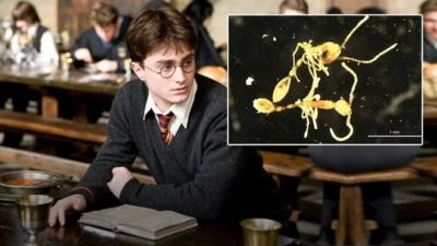 Yeni karınca türüne Harry Potter karakterinin adı verildi