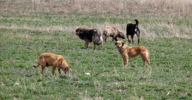 Başıboş köpek sorunu nasıl çözülecek? Gündemdeki model “İngiltere”