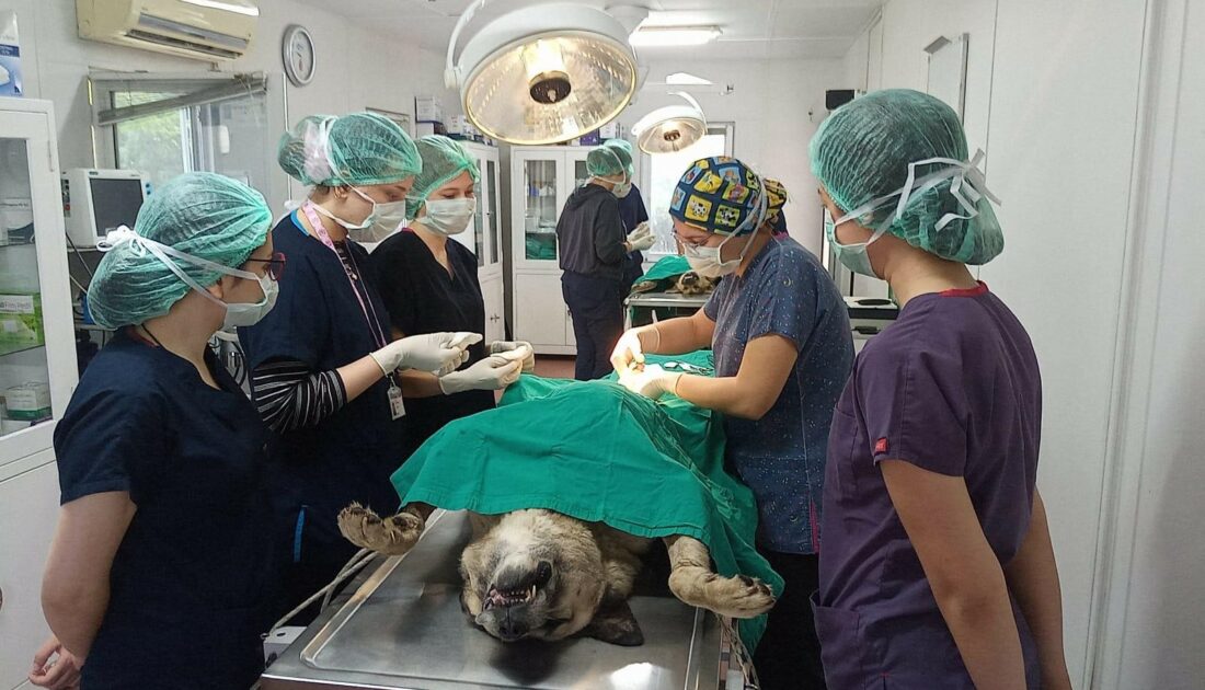 Bursa’da geleceğin veteriner hekimlerine uygulamalı eğitim