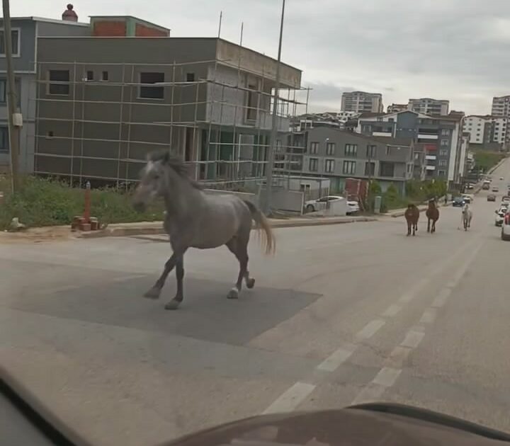 Bursa’da başıboş atlar cadde üzerinde dörtnala koştu