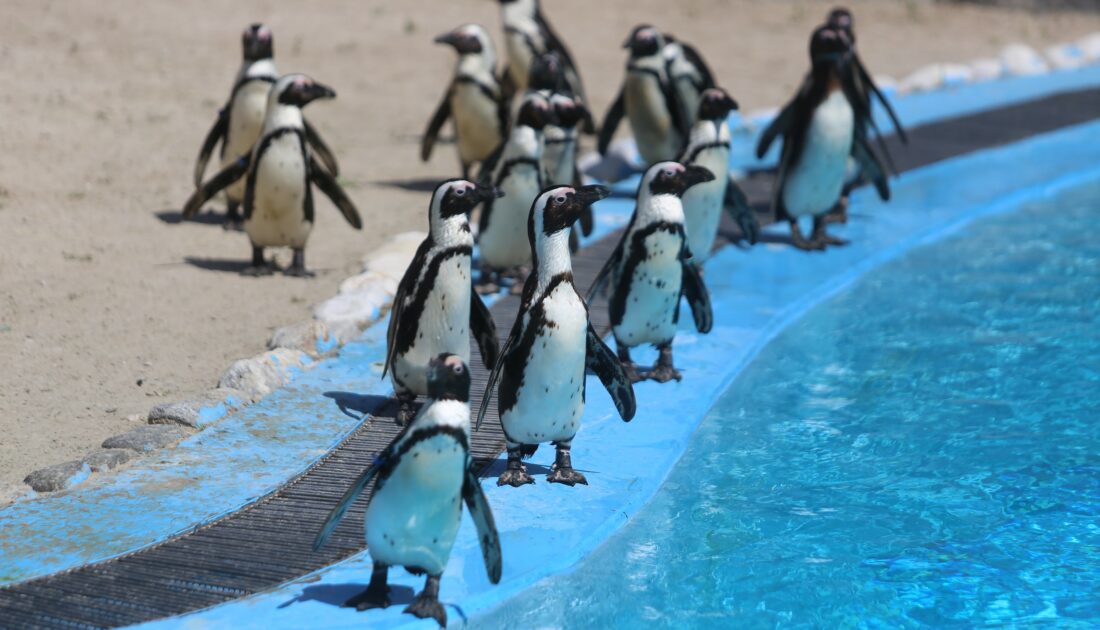 Bursa Hayvanat Bahçesi’nde penguen ailesine 2 yeni üye