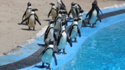 Bursa Hayvanat Bahçesi’nde penguen ailesine 2 yeni üye