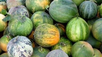 Karahallı Kavunu Uluslararası Lezzet Kataloğu Ark of Taste listesine girdi