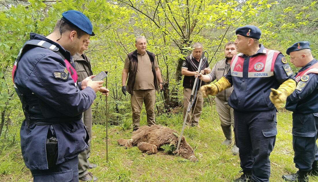 Uludağ’da yaralı ayı seferberliği