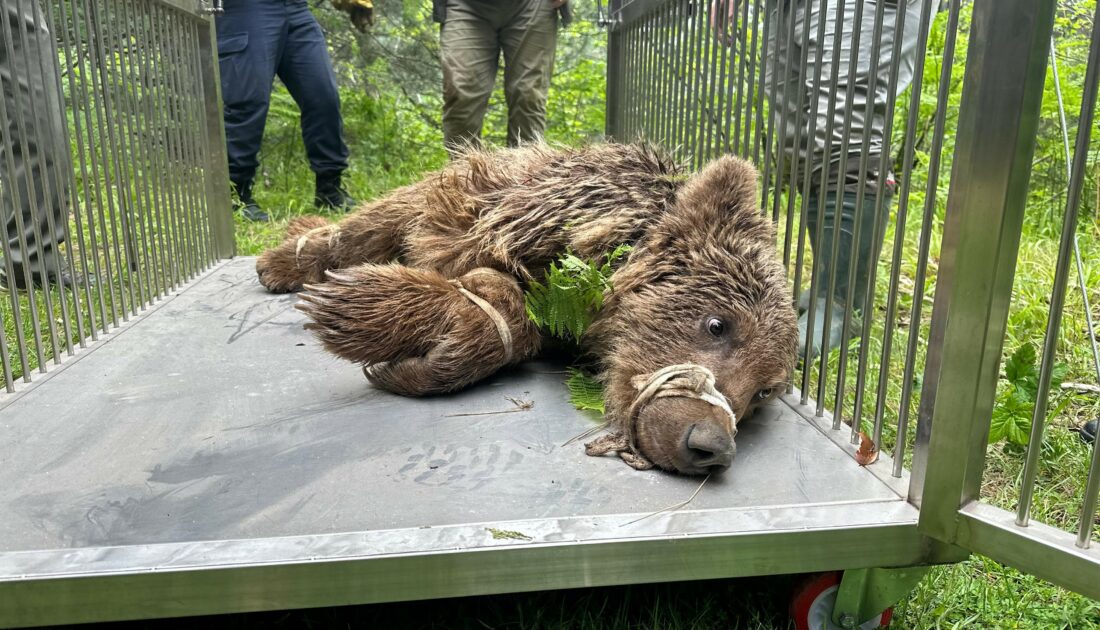 Uludağ’da operasyonla kurtarılan ayının kalça kemiği kırılmış