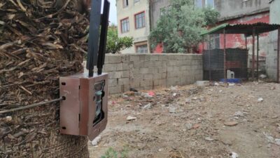 Fethiye’de piton yılanı alarmı: Bulunması için fotokapan kuruldu