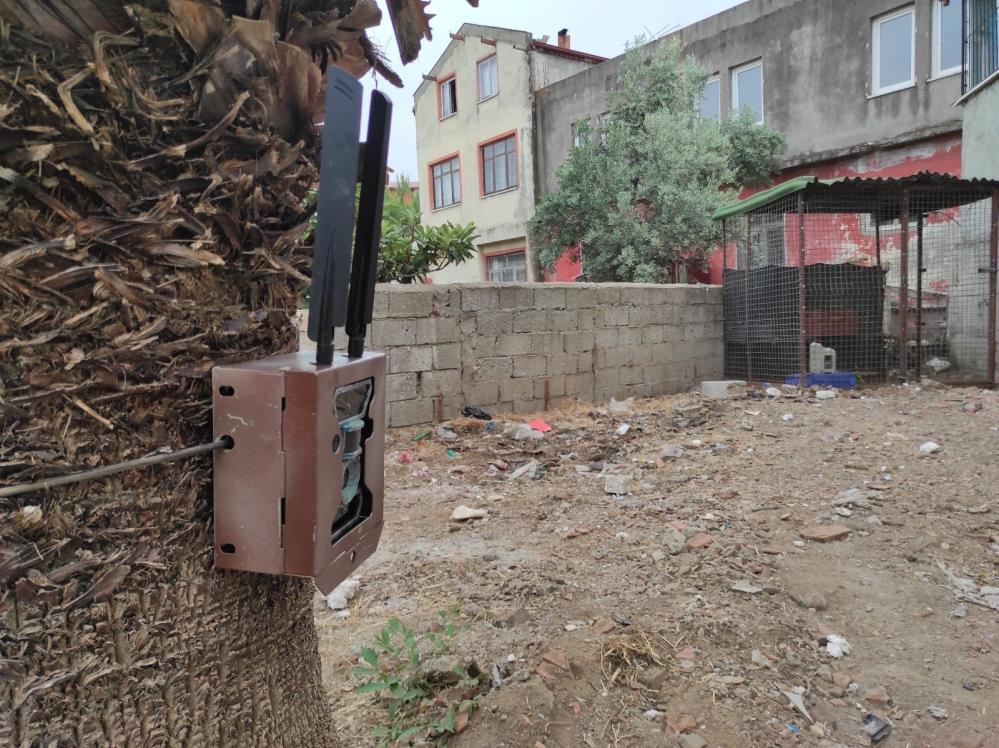 Fethiye’de piton yılanı alarmı: Bulunması için fotokapan kuruldu