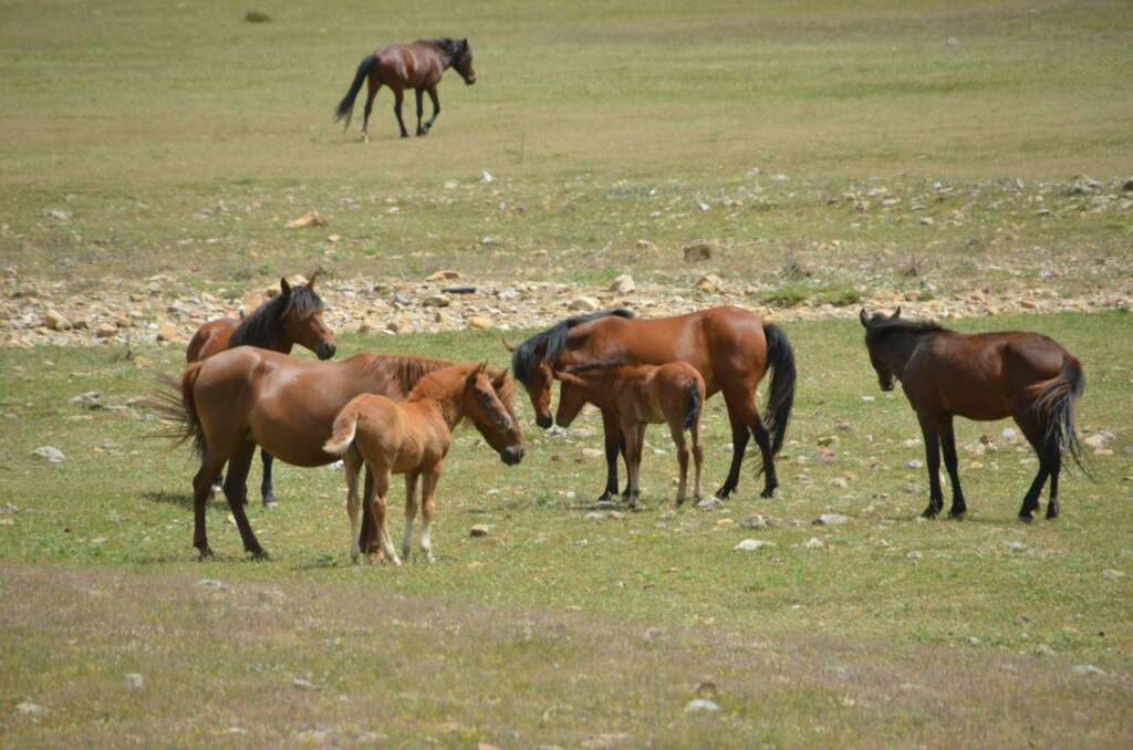 Antalya’nın yılkı atları