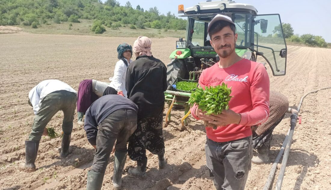 Bursa’da yeşil altın fideleri toprakla buluştu