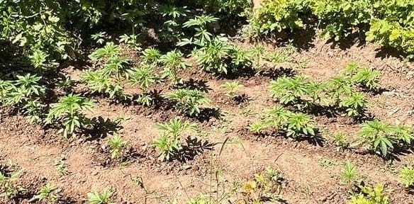158 kök kenevir ele geçirildi