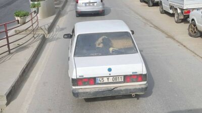 Otomobilin arka koltuğunda koyunu görenler şaştı kaldı