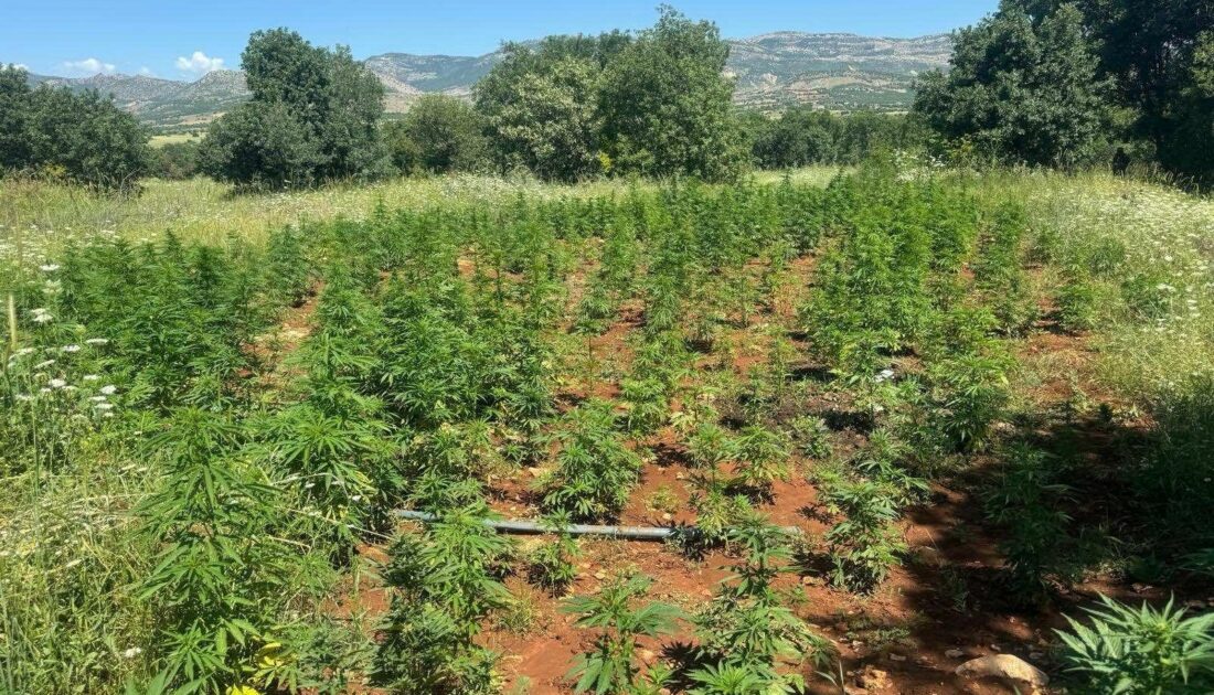 Binlerce kök kenevir bitkisi ele geçirildi
