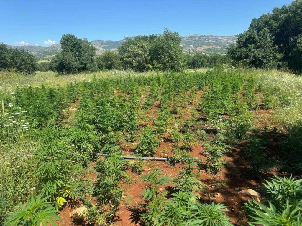 Binlerce kök kenevir bitkisi ele geçirildi