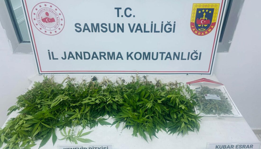 Kenevir operasyonu: 1 gözaltı
