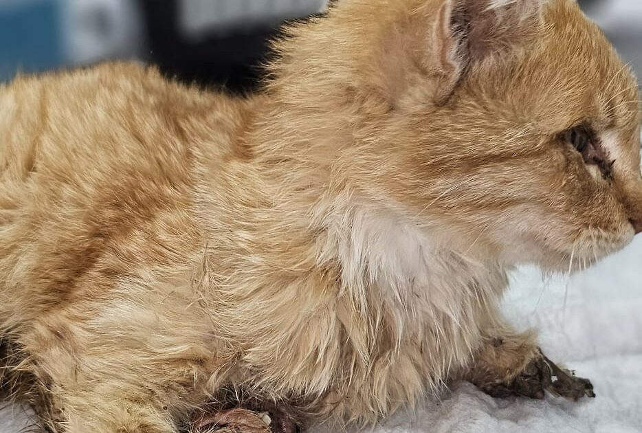 Bacakları kesilmiş bir kedi bulundu