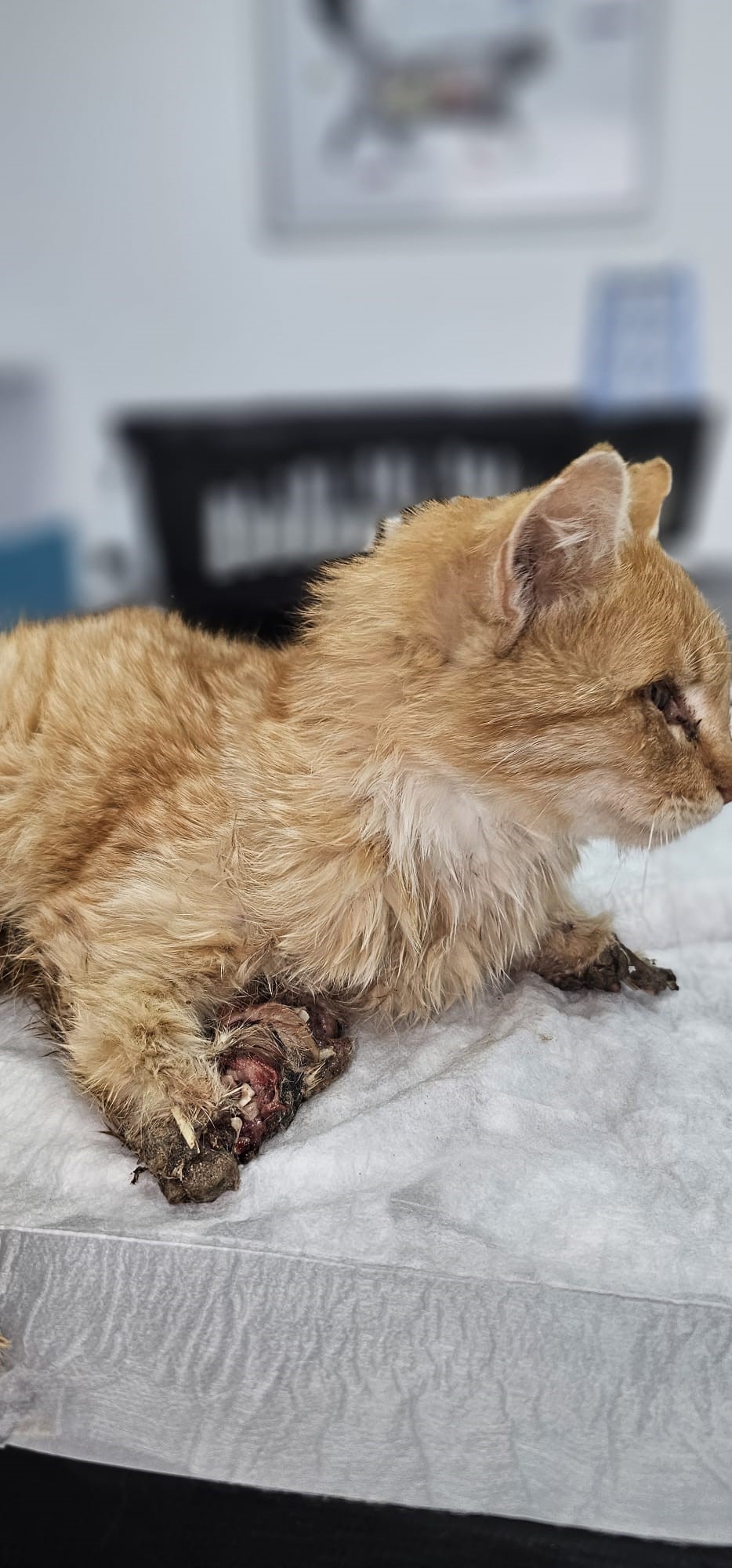 Bacakları kesilmiş bir kedi bulundu
