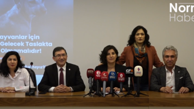 Bursa’dan Sahipsiz Hayvanların ‘Uyutulması’ Tasarısına Tepki