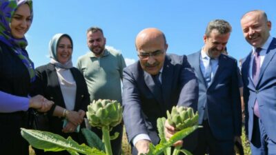 Bursa Valisi Demirtaş, Hasanağa enginarının hasadına katıldı