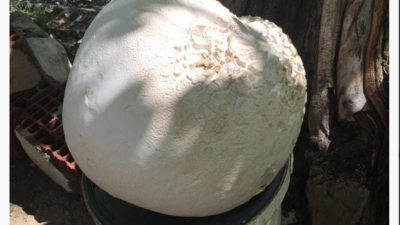 Görenler şaştı kaldı! Tam 13 kilogram