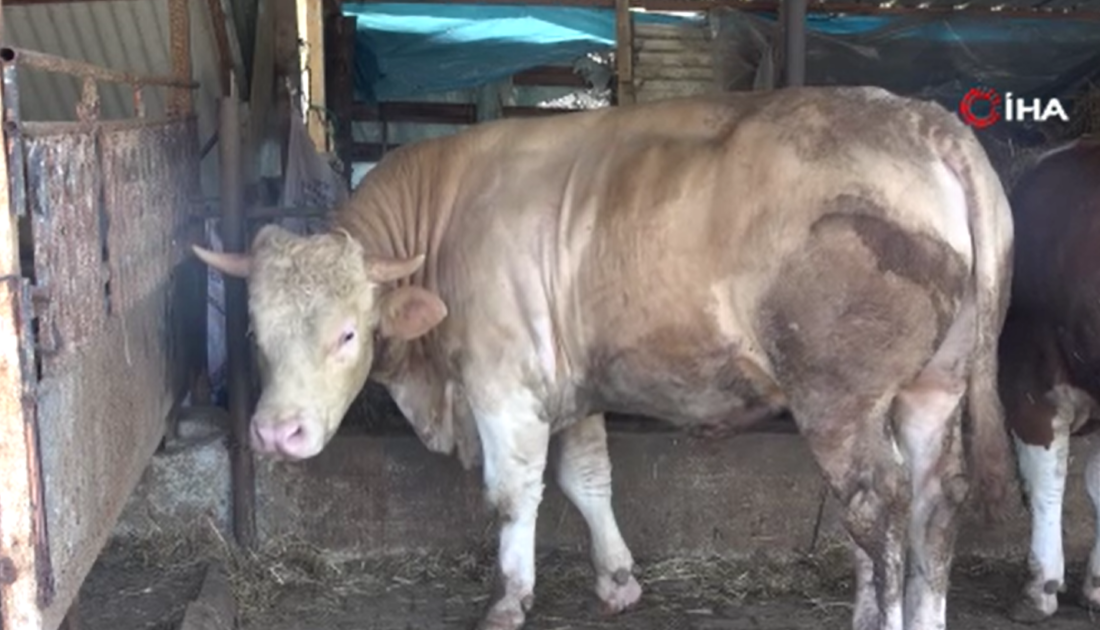 1 ton 100 kiloluk ‘Paşa’ 265 bin TL’ye satıldı
