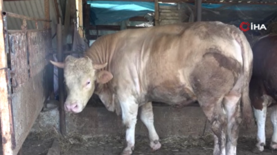 1 ton 100 kiloluk ‘Paşa’ 265 bin TL’ye satıldı