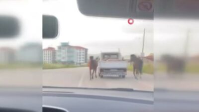 Bursa’da tepki çeken görüntü: Atları aracın arkasına bağlayıp koşturdu